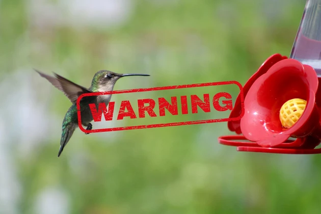 Louisiana Hummingbird Lovers Need to Read This ASAP