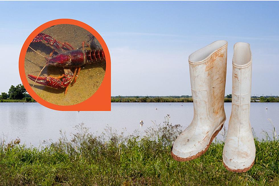Do You Know How Crawfish are Farmed in Louisiana?