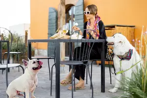 Pup Parents, Here Are the Dog Friendly Patios in Shreveport