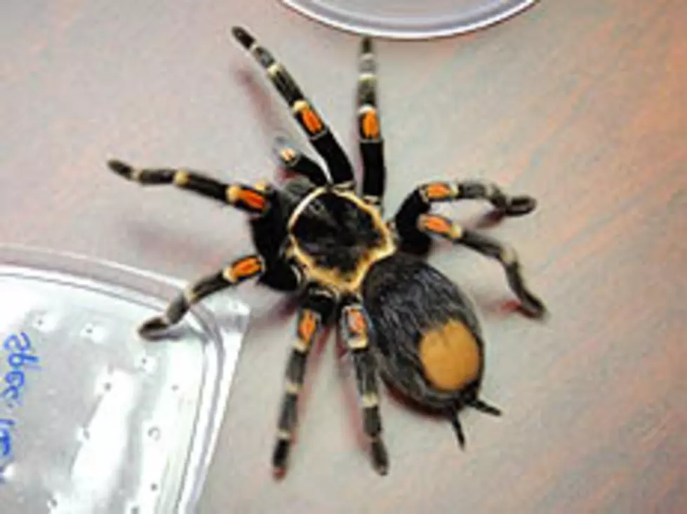 German Tarantula Smuggler Busted