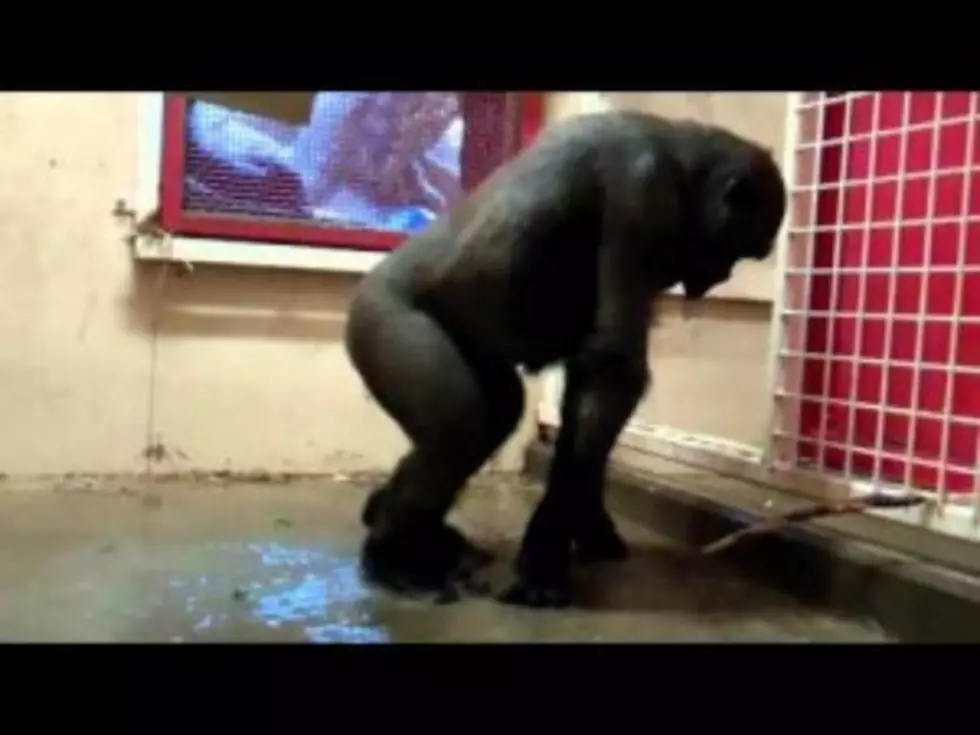 Break Dancing Gorilla [VIDEO]