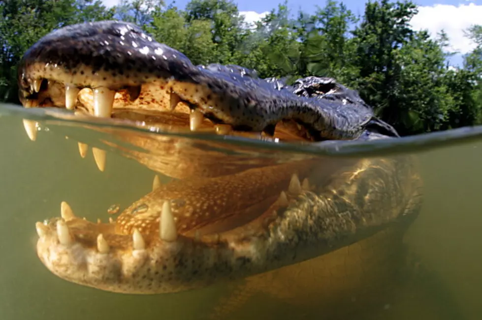 Remote Control Alligator Head Behind Texas Hoax