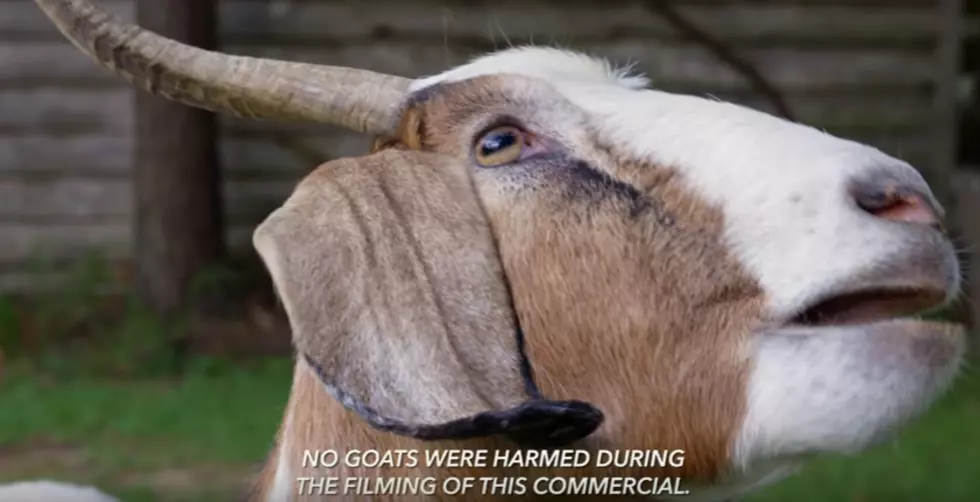 Louisiana Politician Launches War On Goats