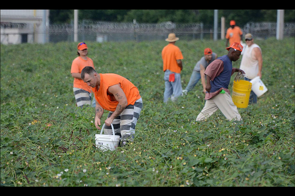 It’s Time For Pea Pickin’ On Bossier Sheriff’s Pea Farm