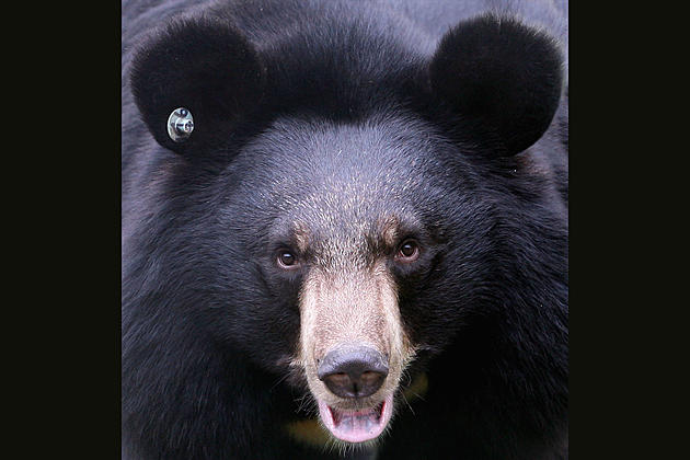 Non-Profits Sue to Protect Louisiana Black Bear Back