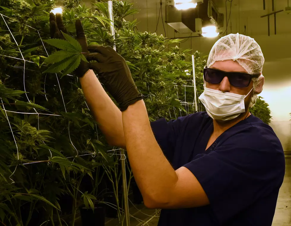 Louisiana’s First Medical Marijuana Crop Could Be Planted Today
