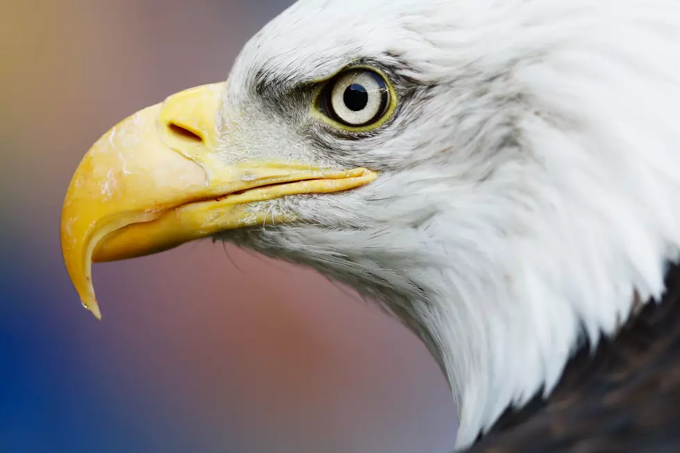 Arkansas Authorities Searching for Bald Eagle Killer