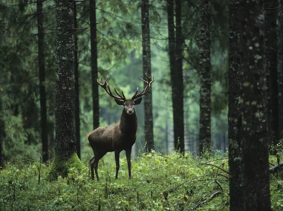 Game Wardens Say It's Legal to Hunt Rare Elk Seen in East Texas