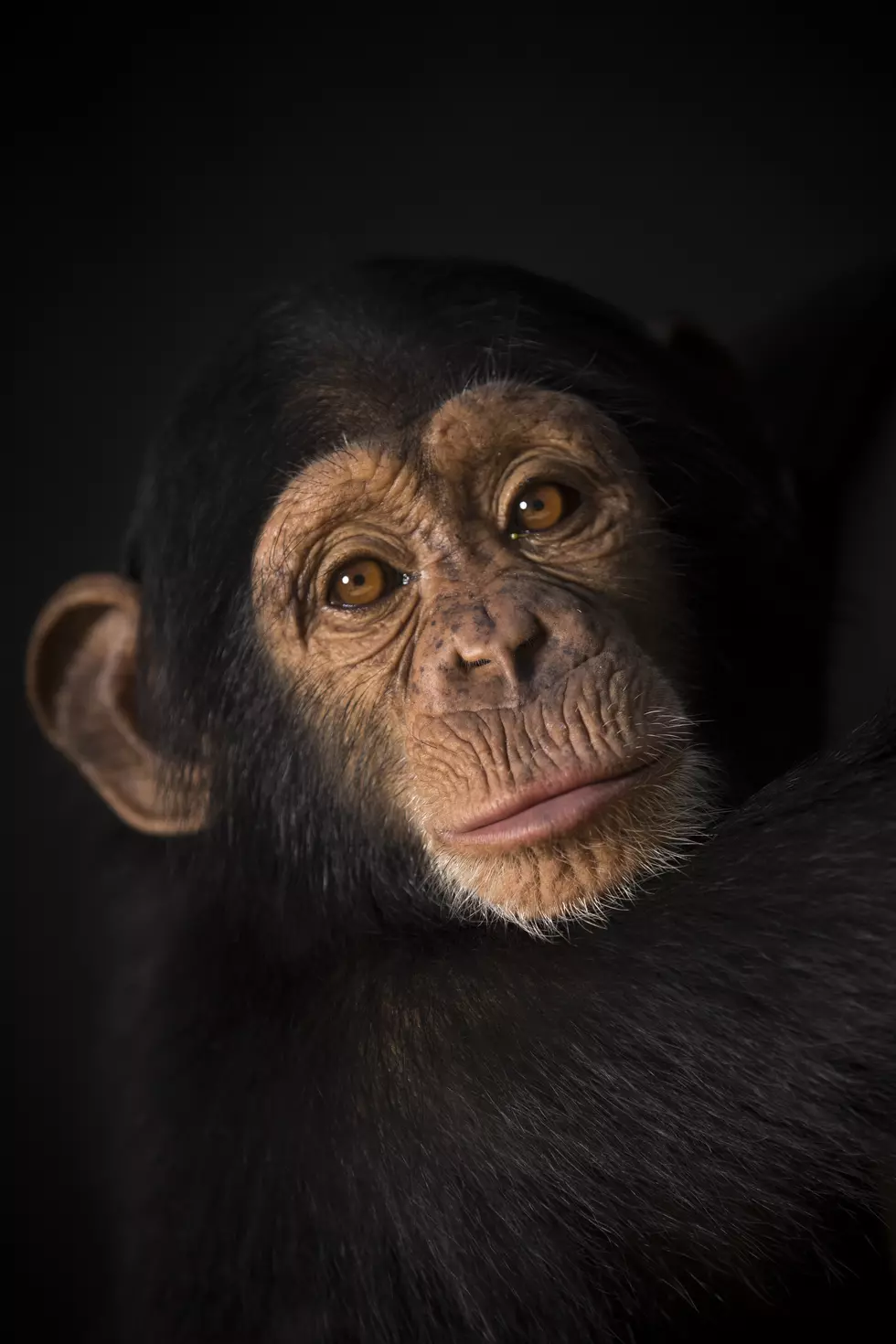 Chimpanzee Discovery Day at Chimp Haven is This Saturday!