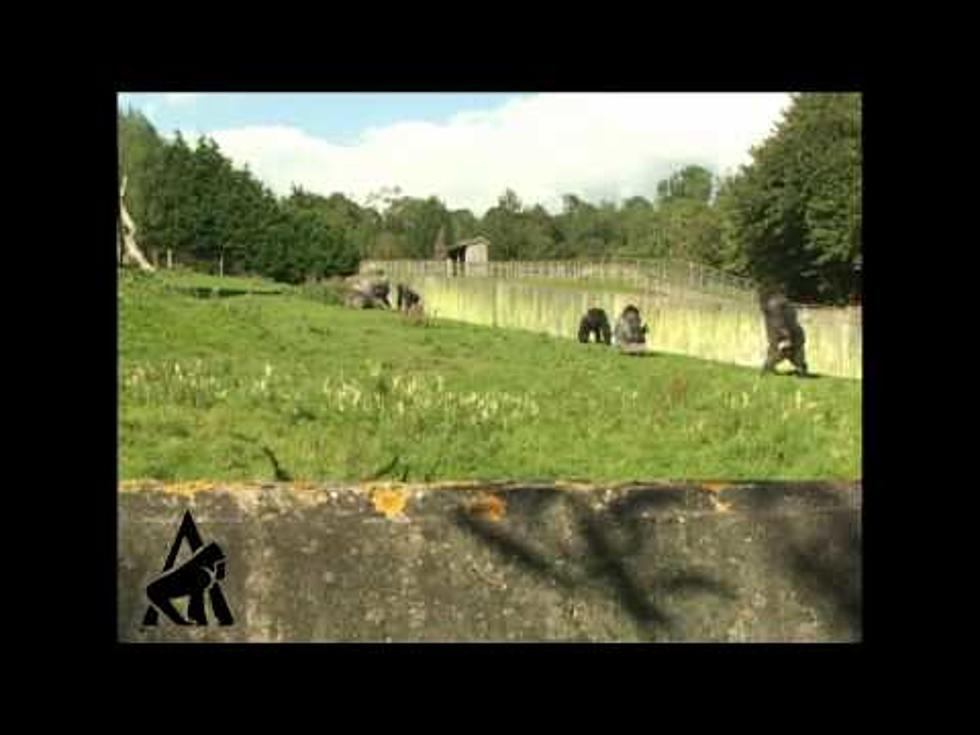 Animals That Walk Like Humans [VIDEOS]