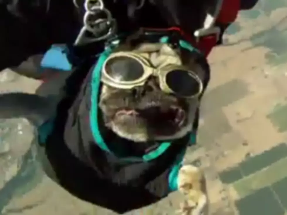Here is Otis, the Skydiving Pug [VIDEO]