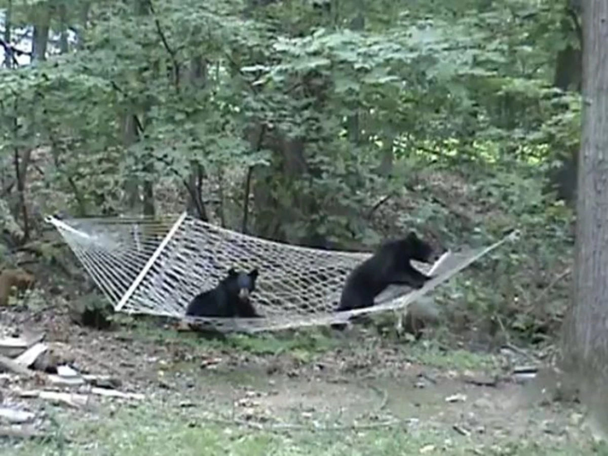 Bear Cubs Play on Hammock, and We Can Bearly Take It [VIDEO]