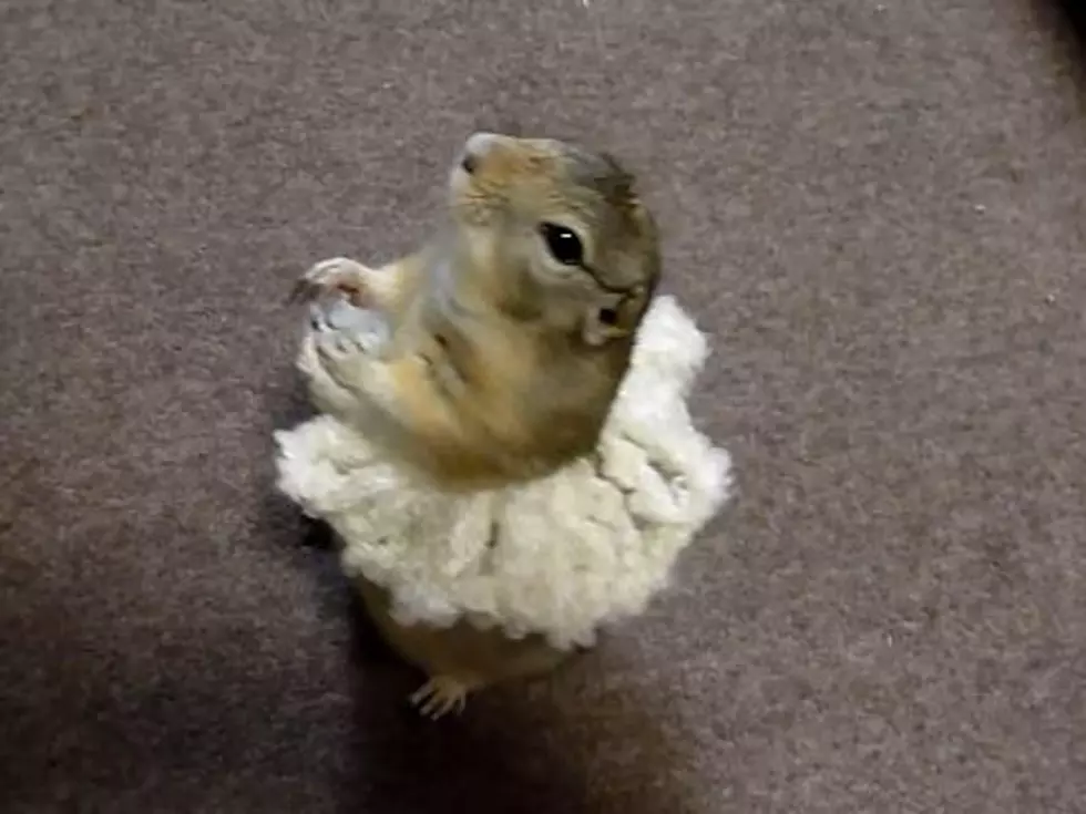 Prairie Dog Will Dance Like &#8216;Black Swan&#8217; for Food [VIDEO]