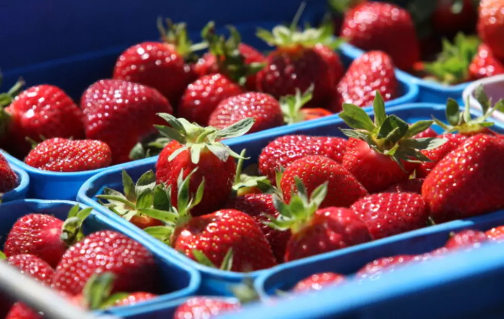 Louisiana Strawberries are Ready for Picking