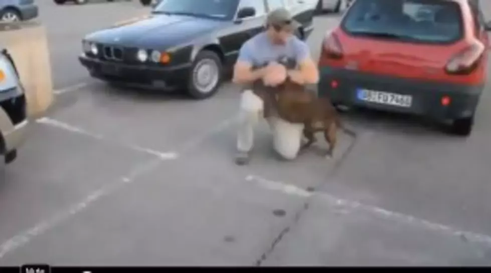 Dog Goes Crazy When Soldier Comes Home [Video]