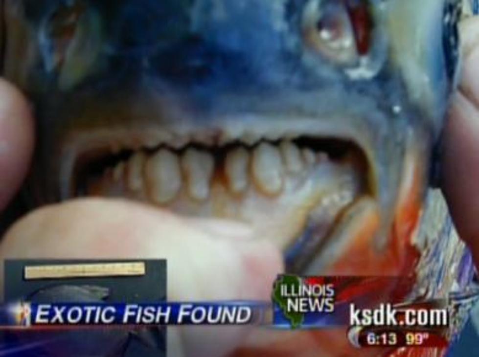 Testicle Eating Fish Found In Illinois Lake