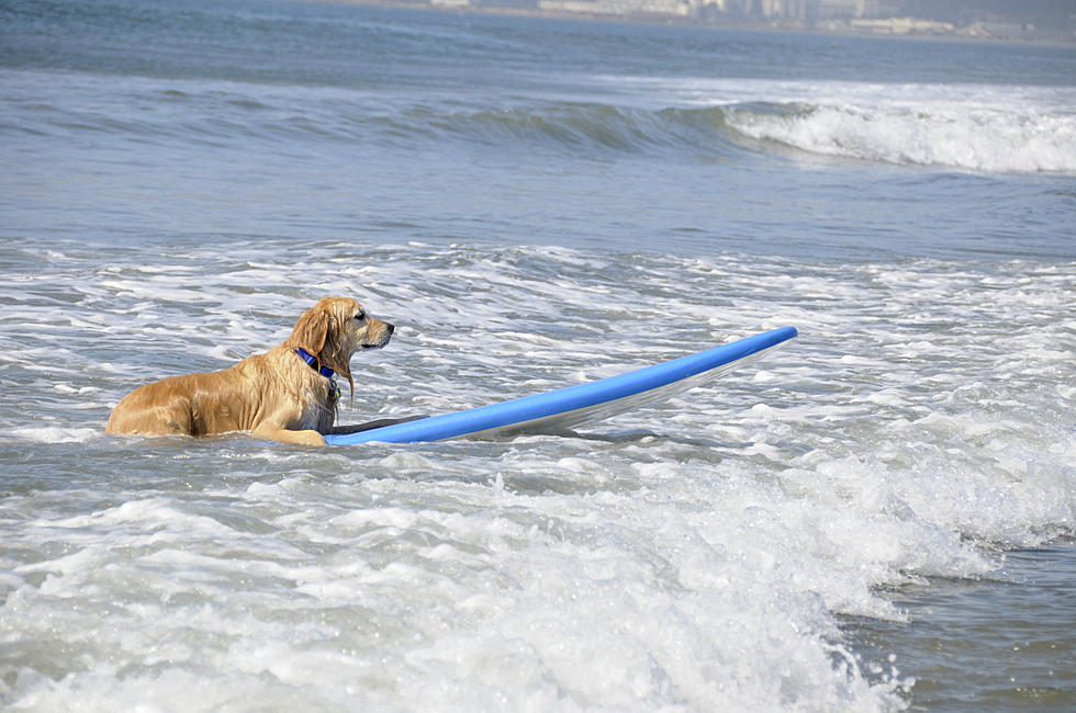 Watch Dogs Go Surfing! [VIDEO]
