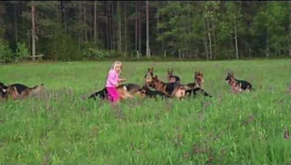 Adorable 5-Year Old Girl Plays with 14 German Shepherds [VIDEO]