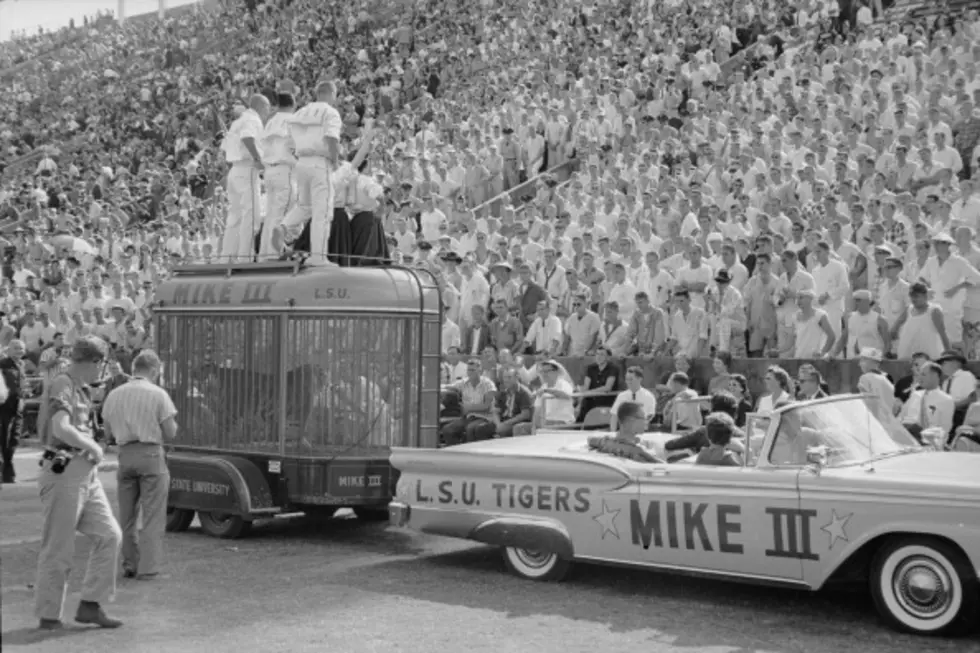 The History Behind Mike The Tiger