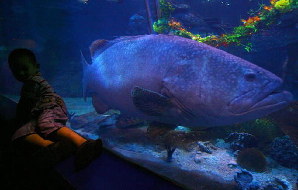 Shreveport Aquarium Set To Open November 1