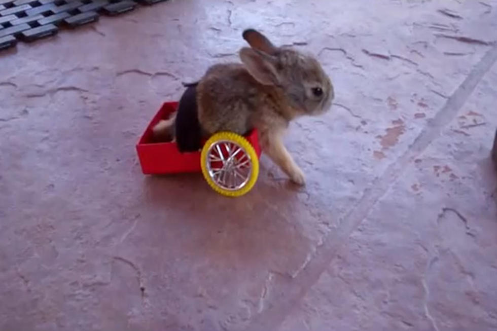 Paralyzed Bunny Walks Again With Wheeled Legs [VIDEO]