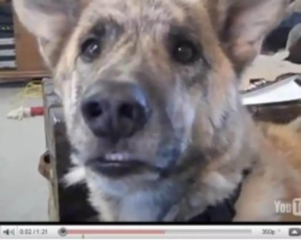 Ultimate Dog Tease [VIDEO]