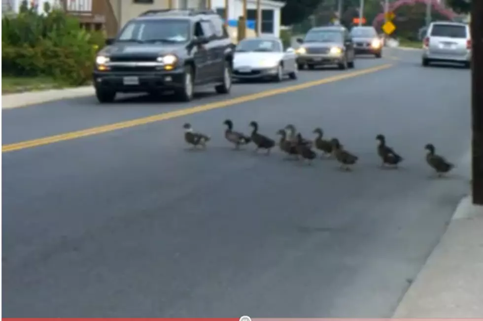 Why Did The Duck Cross The Road?