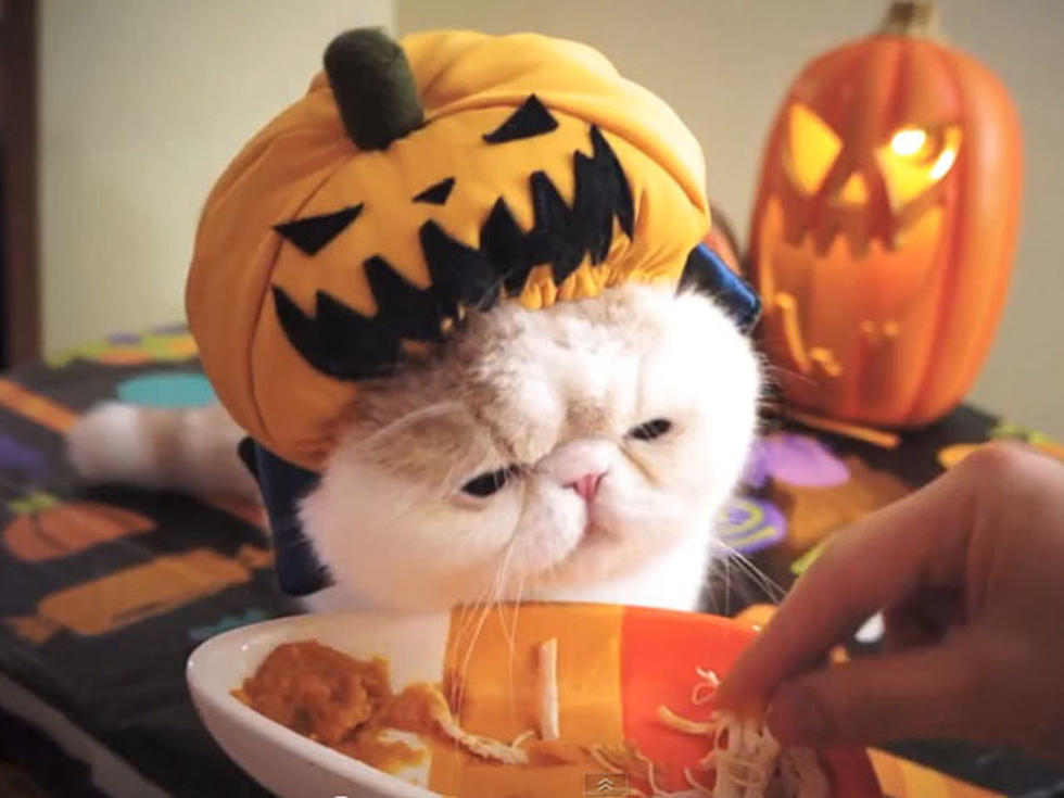 Cat in Pumpkin Costume Eating Pumpkin [VIDEO]