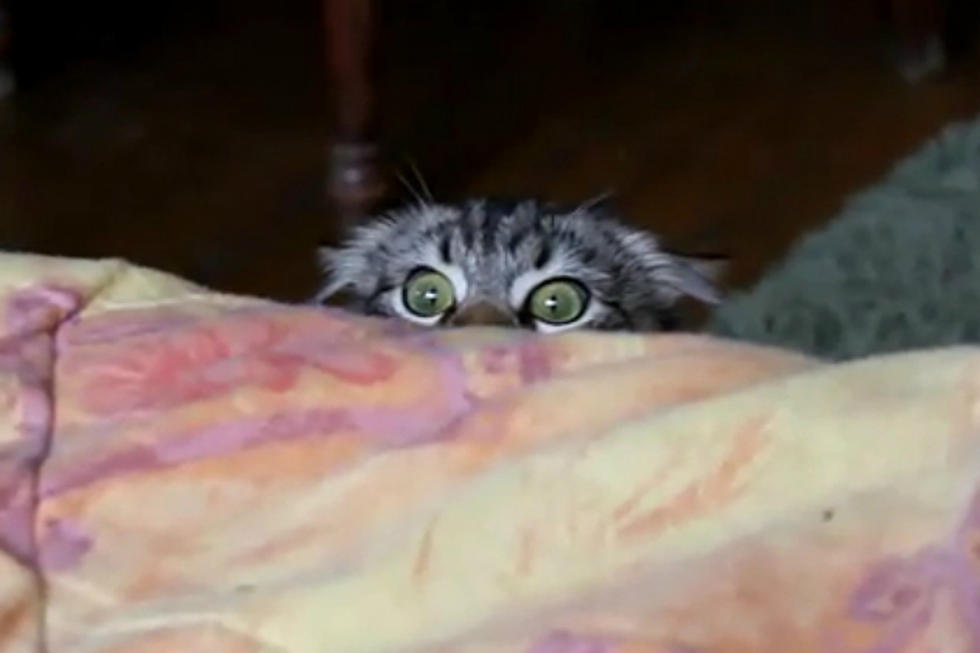 Adorable &#8216;Stalker Cat&#8217; Is Watching You [VIDEO]