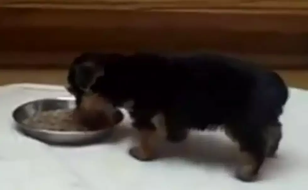 The Best Cute Puppy Video You’ll See. Ever.