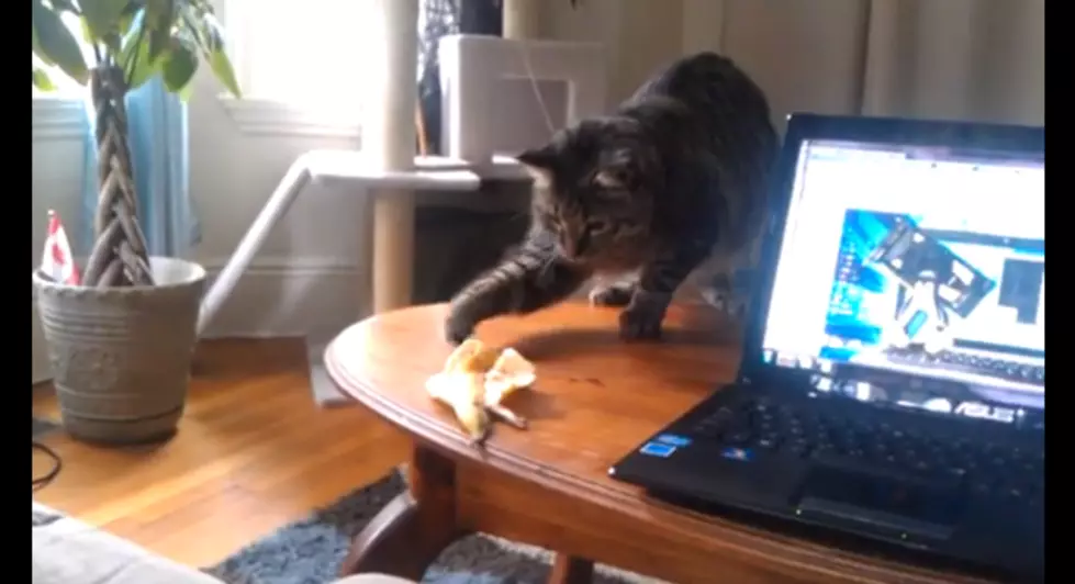 Cat Vs. Banana Peel &#8211; Guess Who Wins [VIDEO]