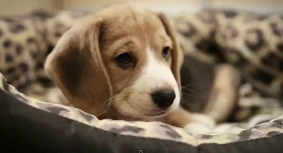Journal Entries Into The Sad Dog Diary [VIDEO]