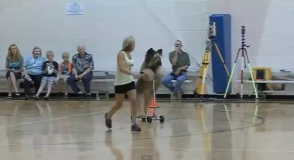 Scooter Riding Dog Sets New Record [VIDEO]