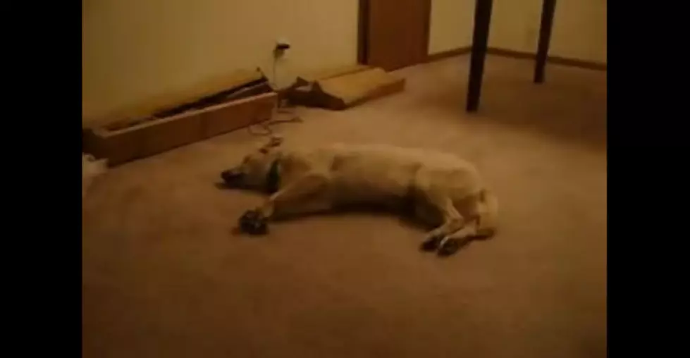 Sleep Running Dog Wakes Up After Running Into Wall [VIDEO]