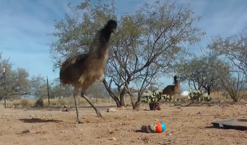 Emus and Ostriches Vs. Weasel Ball [VIDEO]