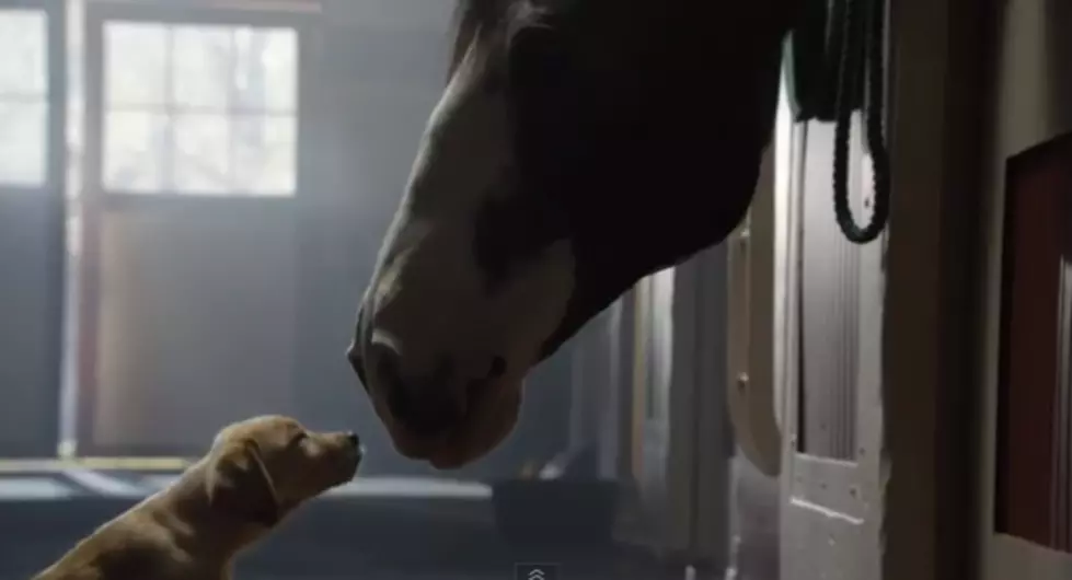 &#8216;Puppy Love&#8217; Budweiser Commercial Will Bring a Tear To Your Eye [VIDEO]