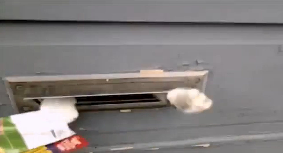 Mailman Fights With Cat To Deliver Mail [VIDEO]