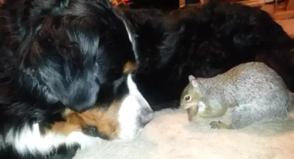 Squirrel Tries to Hide Nut [VIDEO]