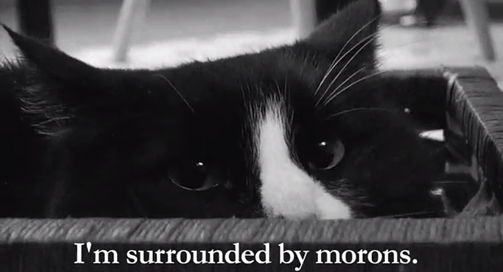 Like Grumpy Cat? You’ll Fall in Love with Henri [VIDEO]