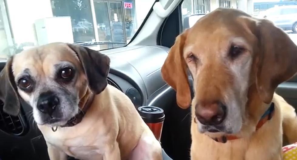 Cooper, The Dog, Loves To Eat Ice Cream [VIDEO]