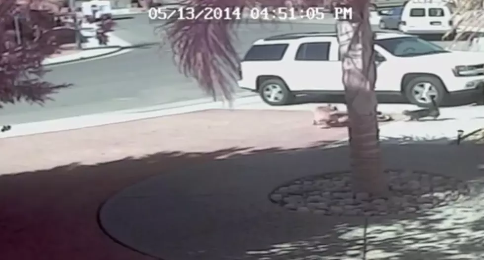 Family Cat Saves Little Boy from Vicious Dog Attack [VIDEO]
