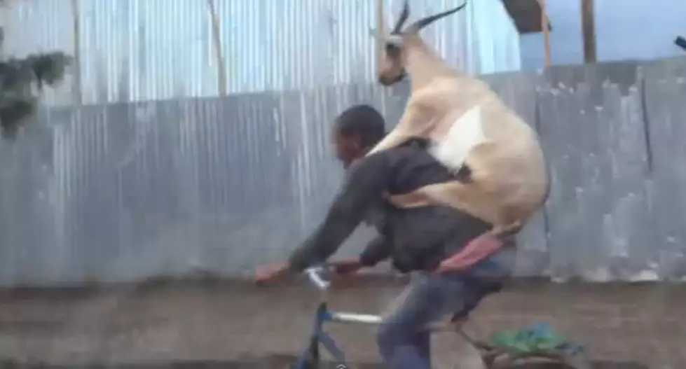 Goat Hitching A Ride On A Cyclists&#8217; Back [VIDEO]
