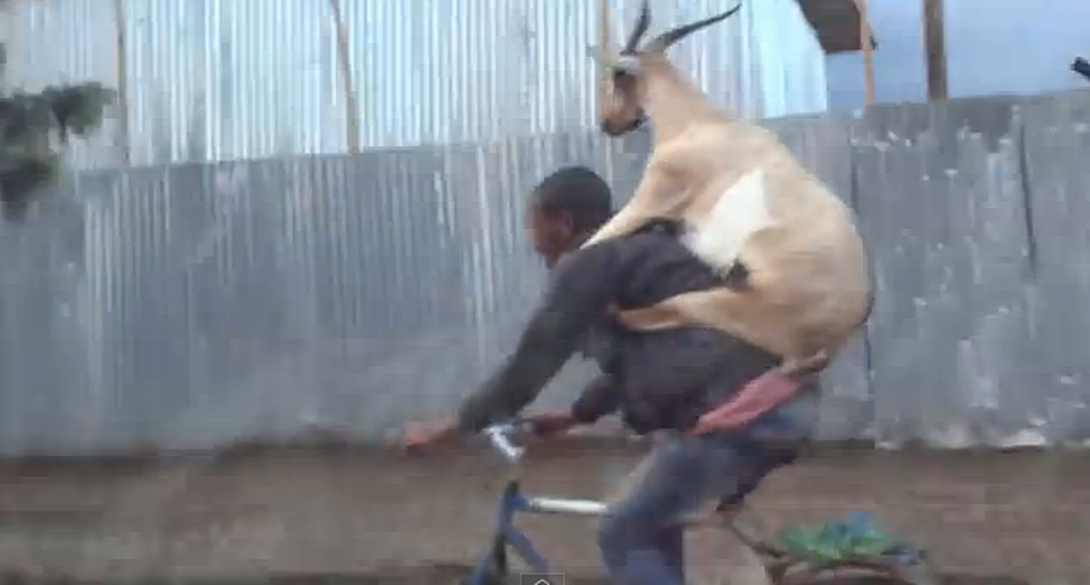 Goat Hitching A Ride On A Cyclists’ Back [VIDEO]