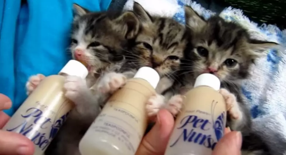 Bottle Fed Kittens are Too Cute! [VIDEO]