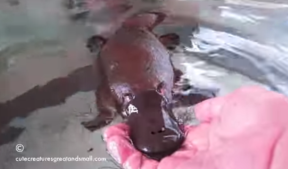 Daily Dose of Cute: Duckbill Platypus [VIDEO]