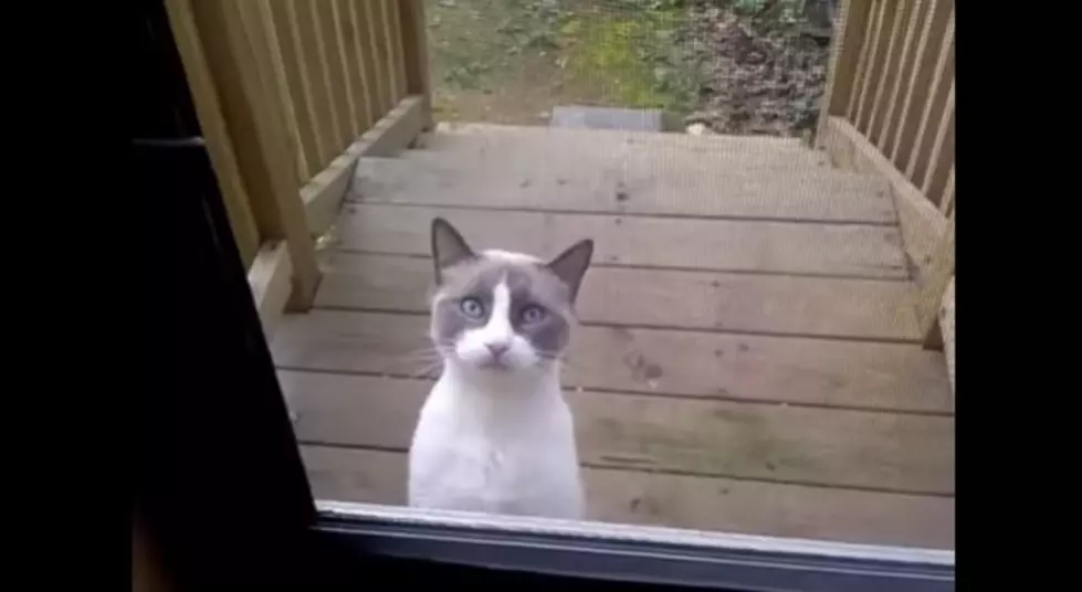 Talking Kitty Speaks Its Own Language [VIDEO]