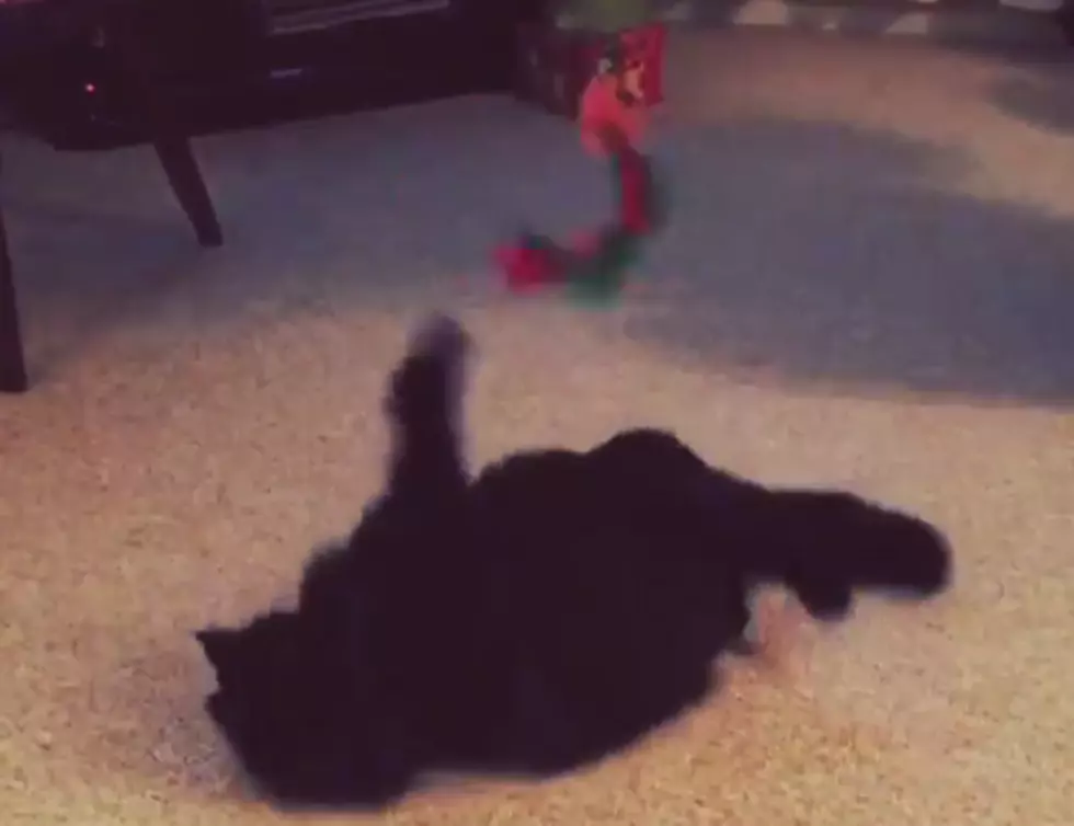 Mandee’s Cat Georgie on Hyperlapse [VIDEO]