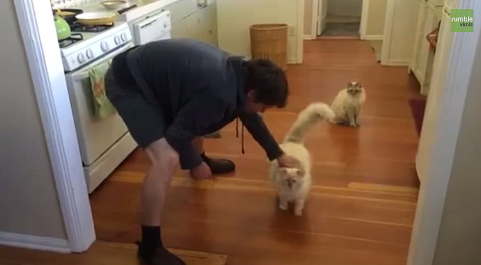 Richard the Ragdoll Cat Loves to Slide Across the Floor [VIDEO]