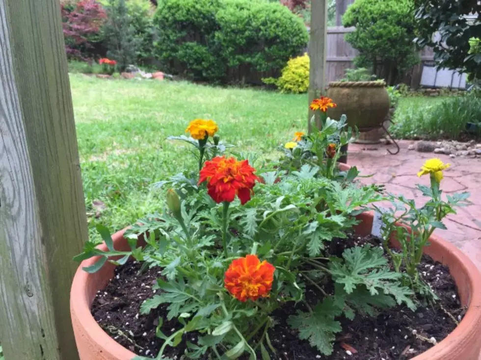 Spring is Here, So It&#8217;s Time to Spruce Up the Patio [PHOTOS]