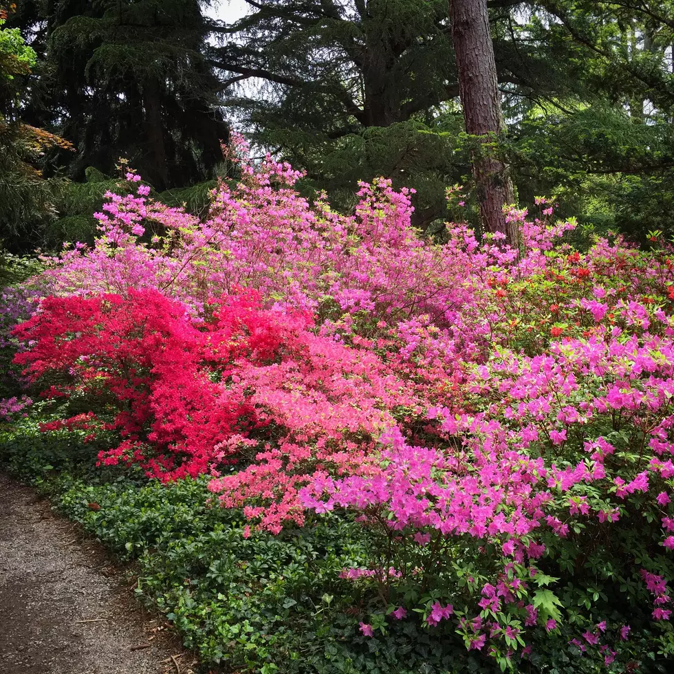 Tyler's Azalea Trails Are Looking For Belles For The 2020 Season